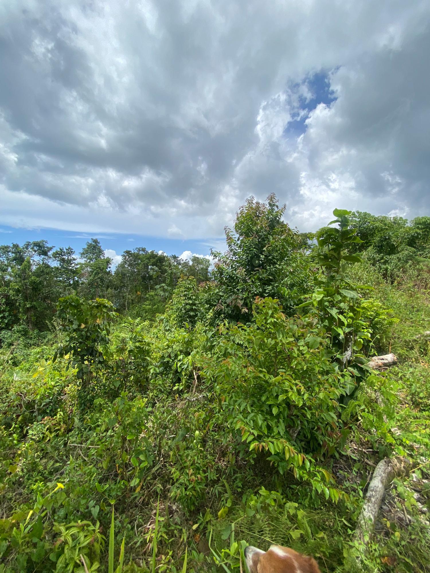 Nineteenth image of Lot-59 Fraser Crescent, Coopers in Red Hills, St. Andrew, Jamaica - property is For Sale