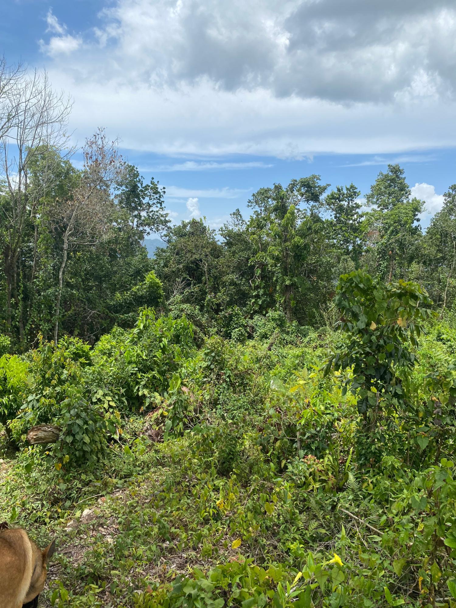 Twentieth image of Lot-59 Fraser Crescent, Coopers in Red Hills, St. Andrew, Jamaica - property is For Sale