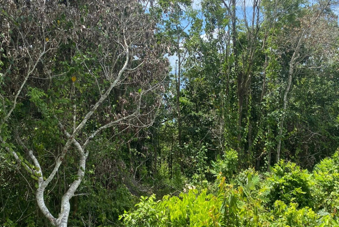 Third image of Lot-59 Fraser Crescent, Coopers in Red Hills, St. Andrew, Jamaica - property is For Sale