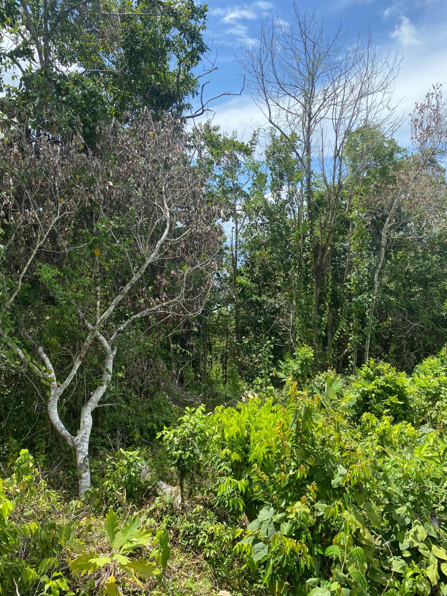 Third image of Lot-59 Fraser Crescent, Coopers in Red Hills, St. Andrew, Jamaica - property is For Sale