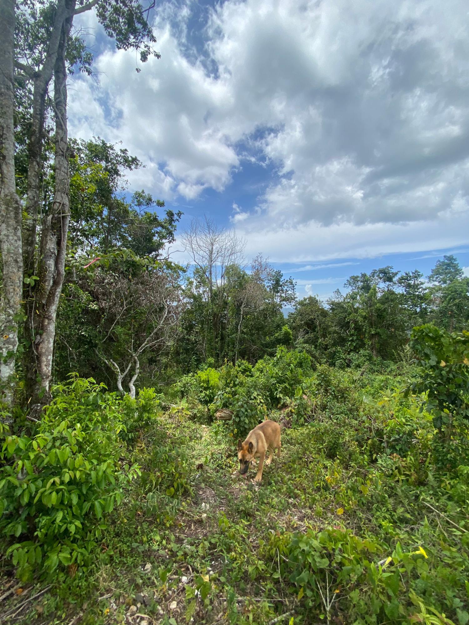 Twenty-First image of Lot-59 Fraser Crescent, Coopers in Red Hills, St. Andrew, Jamaica - property is For Sale