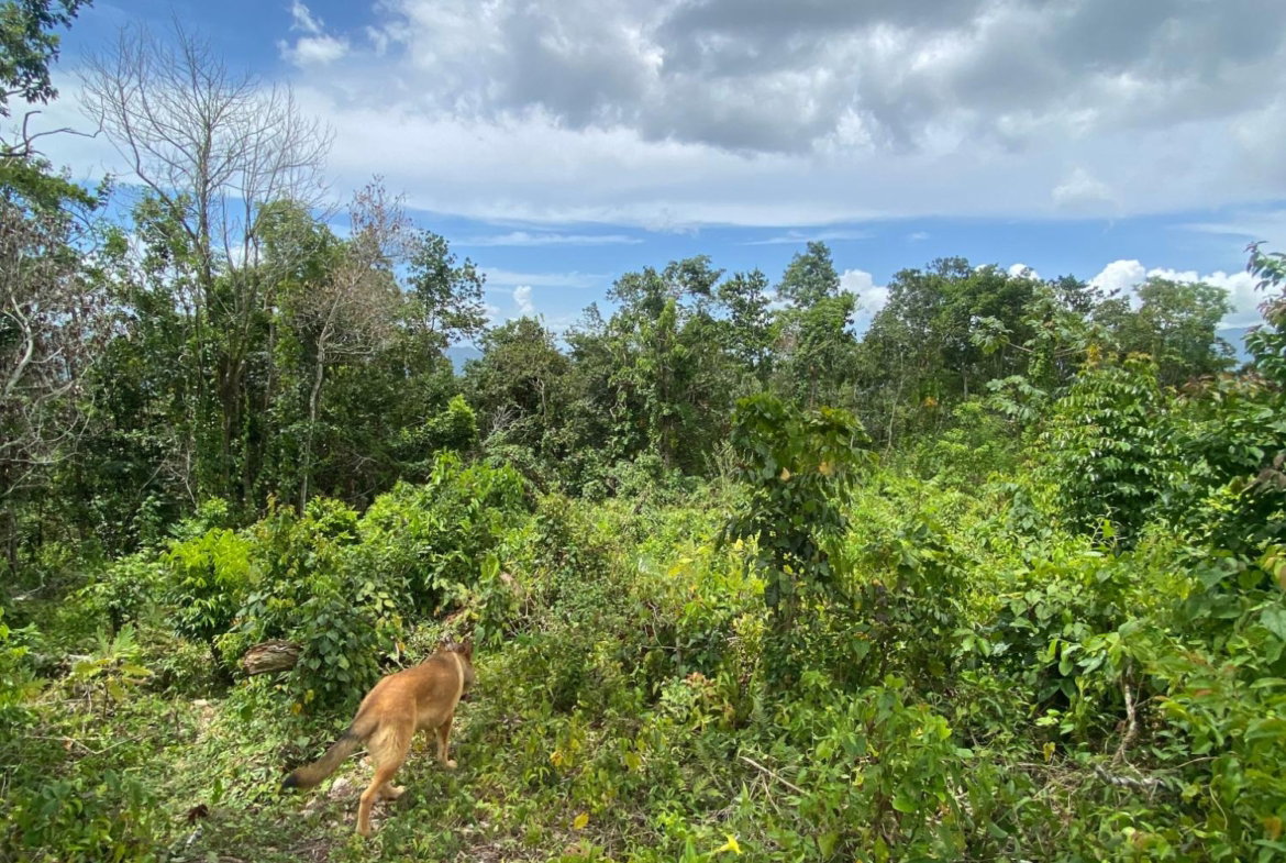 Twenty-Second image of Lot-59 Fraser Crescent, Coopers in Red Hills, St. Andrew, Jamaica - property is For Sale