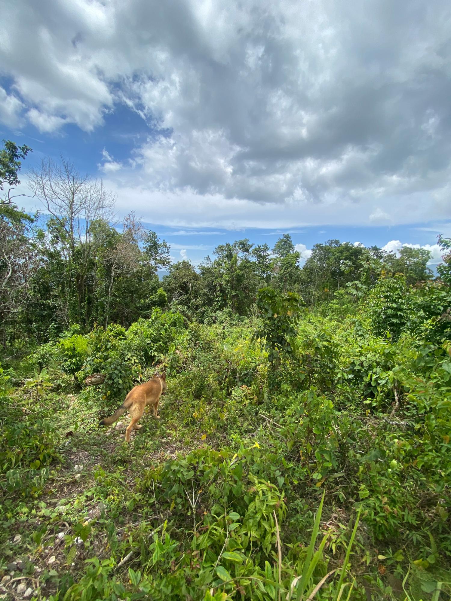 Twenty-Second image of Lot-59 Fraser Crescent, Coopers in Red Hills, St. Andrew, Jamaica - property is For Sale
