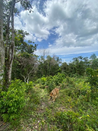 Twenty-Third image of Lot-59 Fraser Crescent, Coopers in Red Hills, St. Andrew, Jamaica - property is For Sale