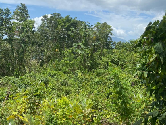 First image of Lot-59 Fraser Crescent, Coopers in Red Hills, St. Andrew, Jamaica - property is For Sale