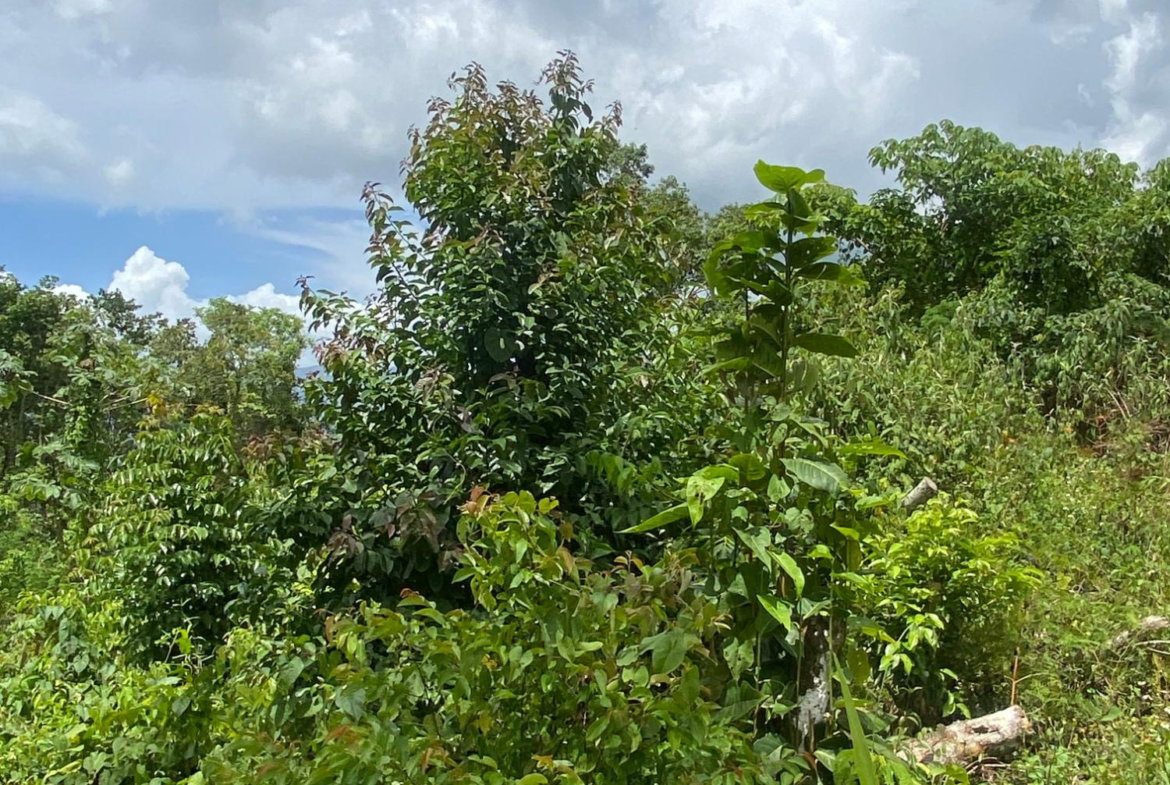 Eighth image of Lot-59 Fraser Crescent, Coopers in Red Hills, St. Andrew, Jamaica - property is For Sale
