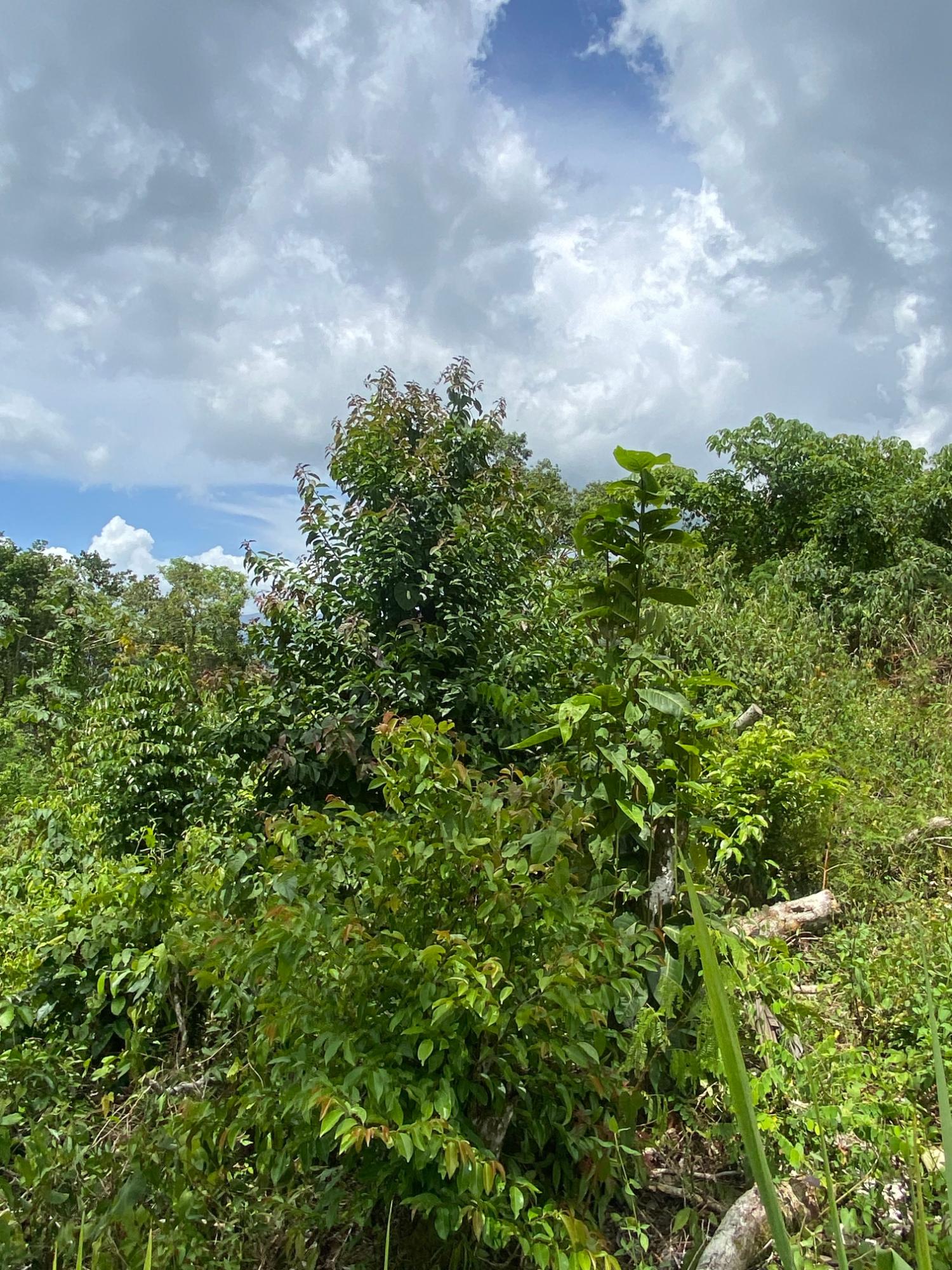 Eighth image of Lot-59 Fraser Crescent, Coopers in Red Hills, St. Andrew, Jamaica - property is For Sale