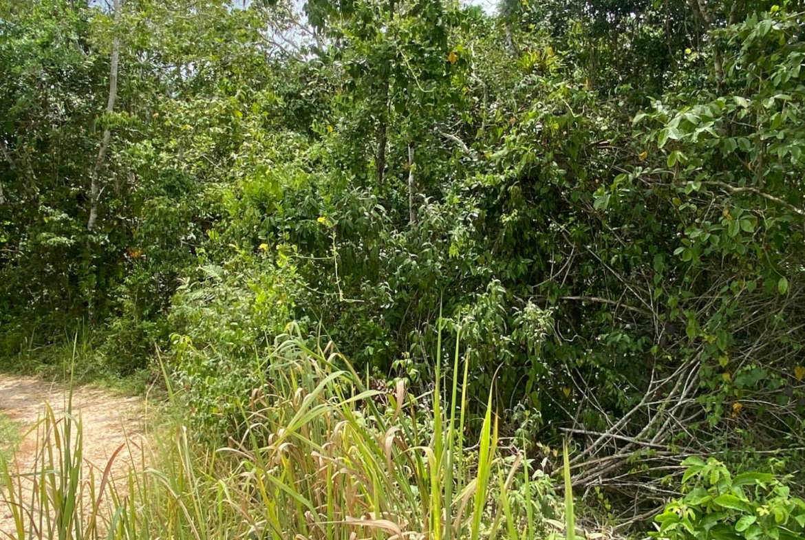 Ninth image of Lot-59 Fraser Crescent, Coopers in Red Hills, St. Andrew, Jamaica - property is For Sale