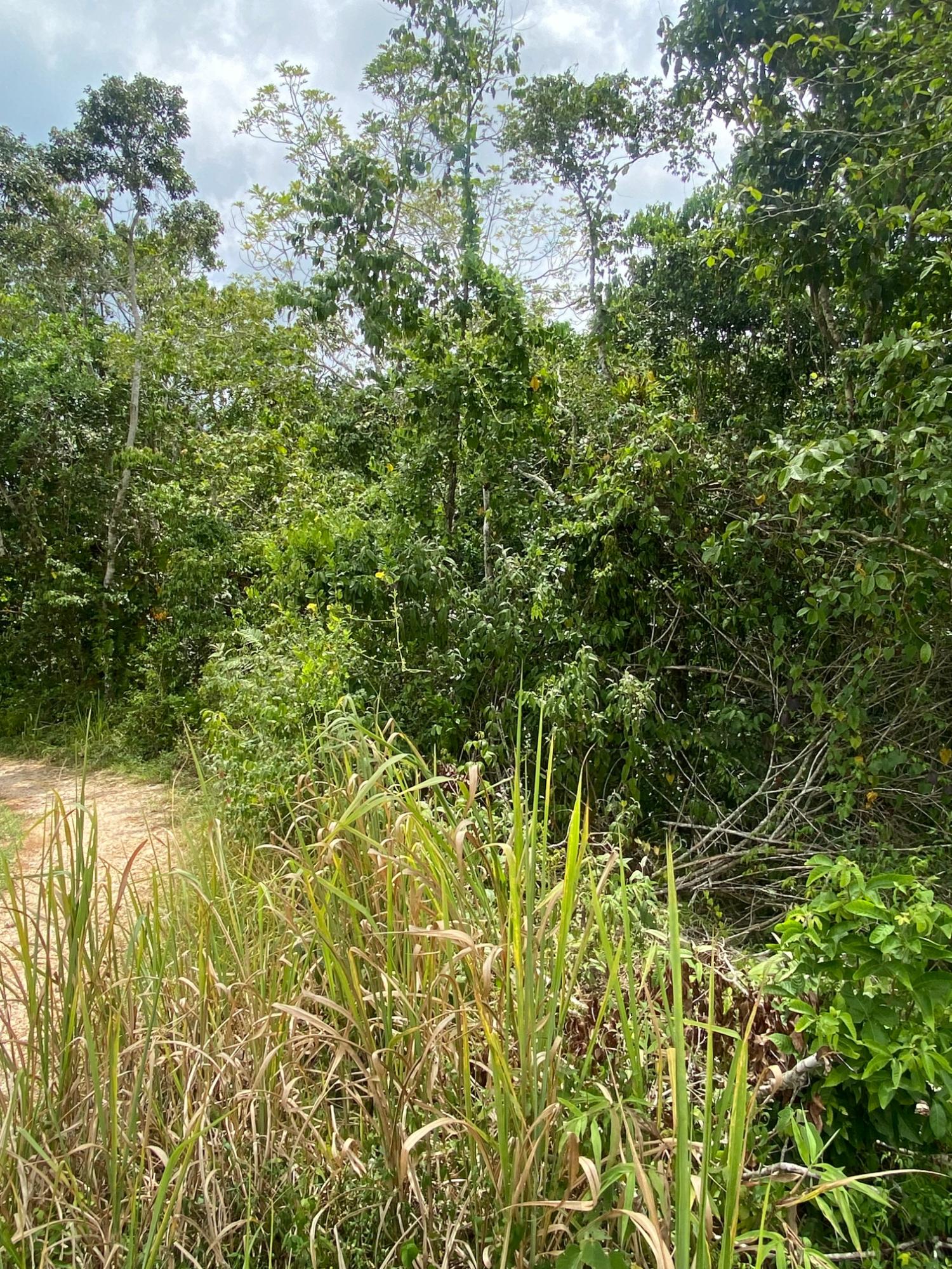 Ninth image of Lot-59 Fraser Crescent, Coopers in Red Hills, St. Andrew, Jamaica - property is For Sale