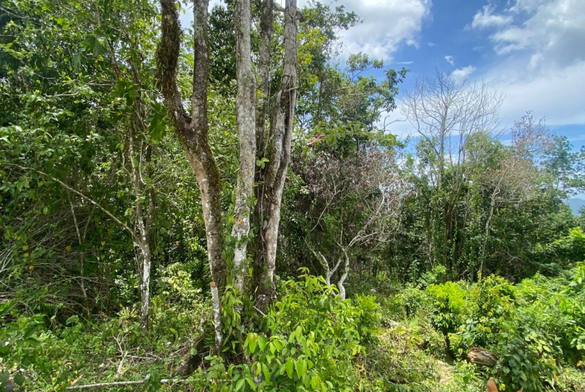 Tenth image of Lot-59 Fraser Crescent, Coopers in Red Hills, St. Andrew, Jamaica - property is For Sale
