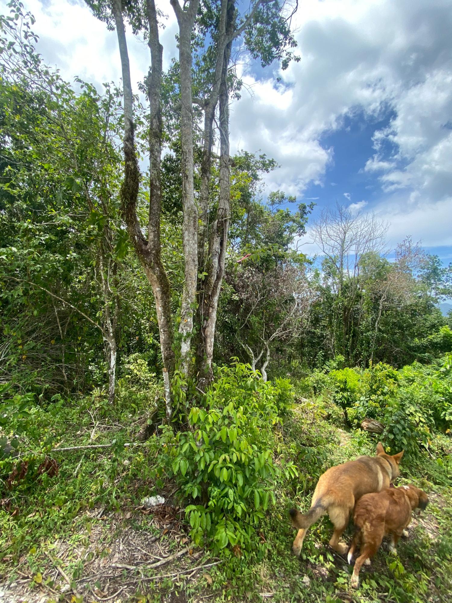 Tenth image of Lot-59 Fraser Crescent, Coopers in Red Hills, St. Andrew, Jamaica - property is For Sale