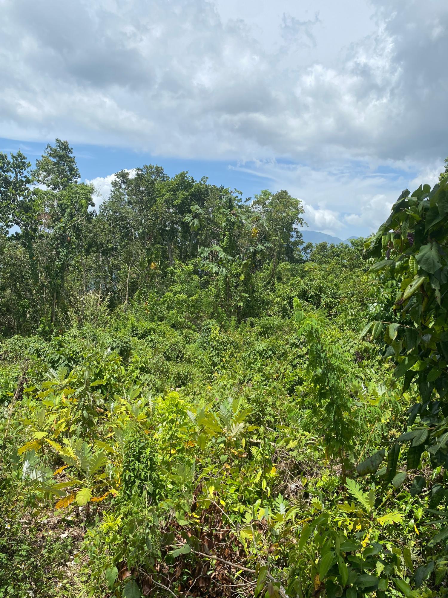 First image of Lot-59 Fraser Crescent, Coopers in Red Hills, St. Andrew, Jamaica - property is For Sale