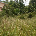 First image of 241 Coral Garden Windsor Aven in Little River, St. James, Jamaica - property is For Sale