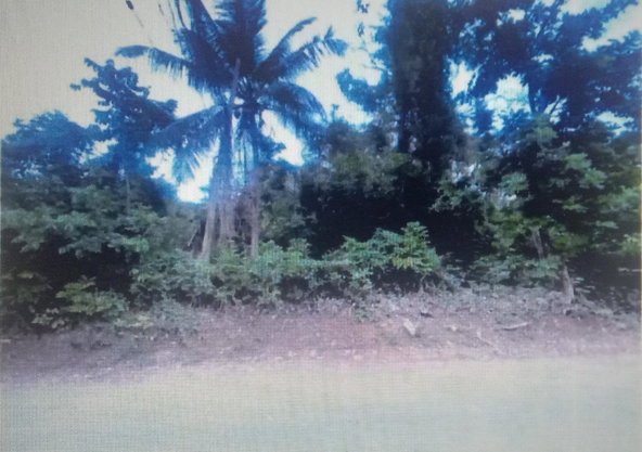 Second image of Lot #9- Cocoa Boo in Ewarton, St. Catherine, Jamaica - property is For Sale