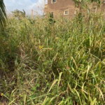 First image of Lot #108- Gazeland,nain in Nain, St. Elizabeth, Jamaica - property is For Sale