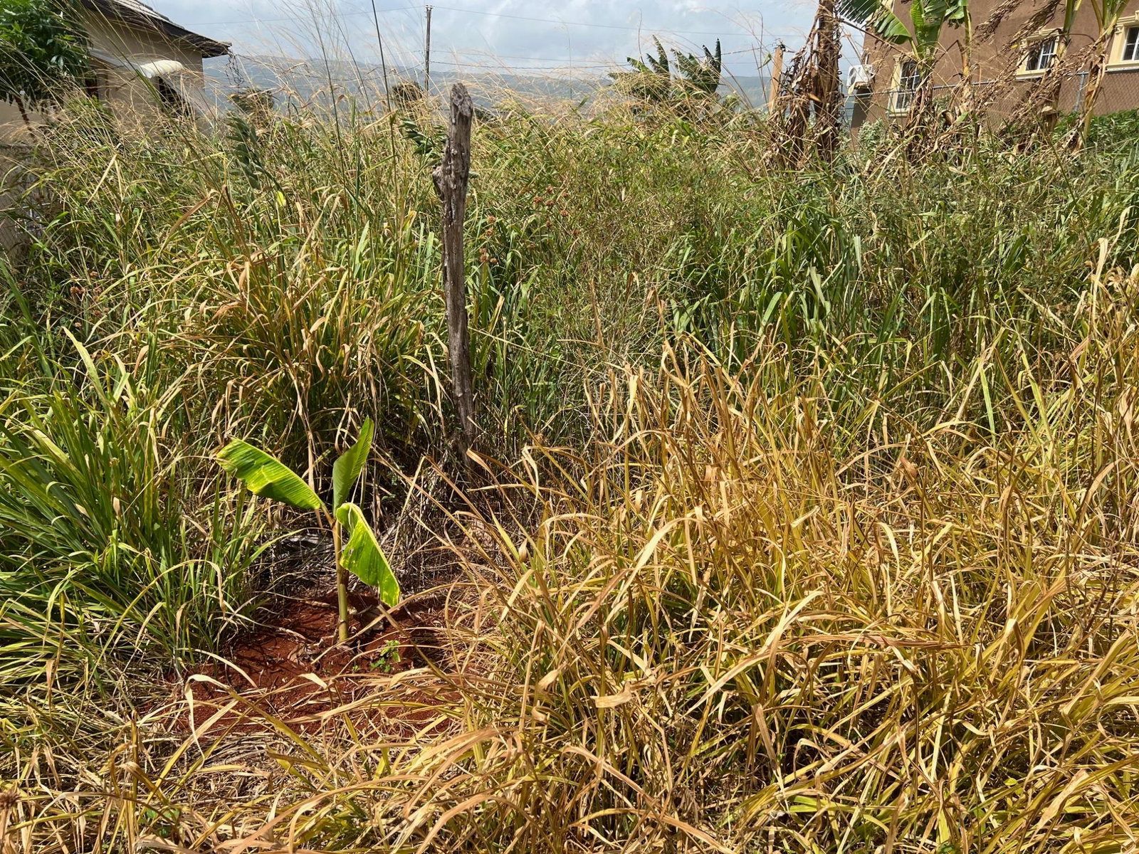 Third image of Lot #108- Gazeland,nain in Nain, St. Elizabeth, Jamaica - property is For Sale