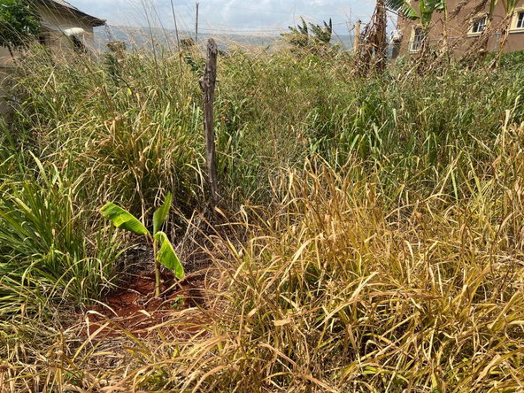 Third image of Lot #108- Gazeland,nain in Nain, St. Elizabeth, Jamaica - property is For Sale