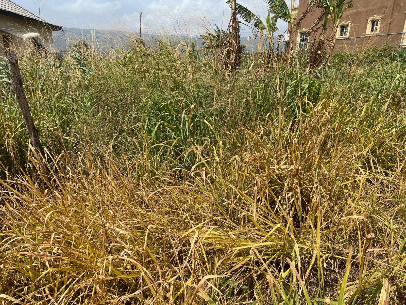 Fourth image of Lot #108- Gazeland,nain in Nain, St. Elizabeth, Jamaica - property is For Sale