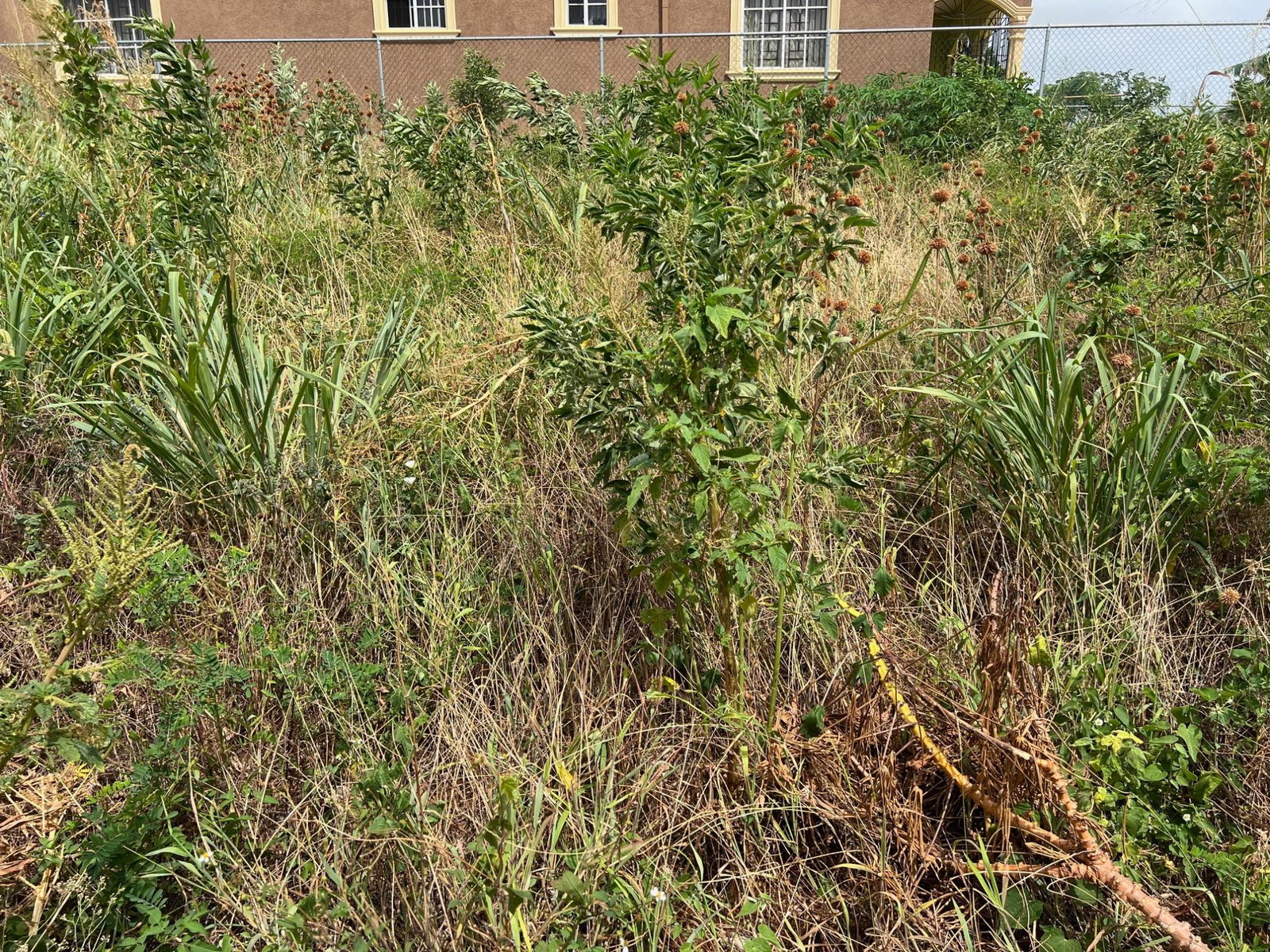 Fifth image of Lot #108- Gazeland,nain in Nain, St. Elizabeth, Jamaica - property is For Sale