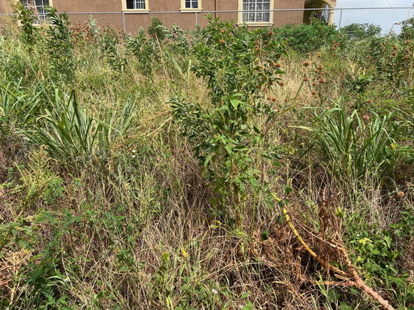Fifth image of Lot #108- Gazeland,nain in Nain, St. Elizabeth, Jamaica - property is For Sale