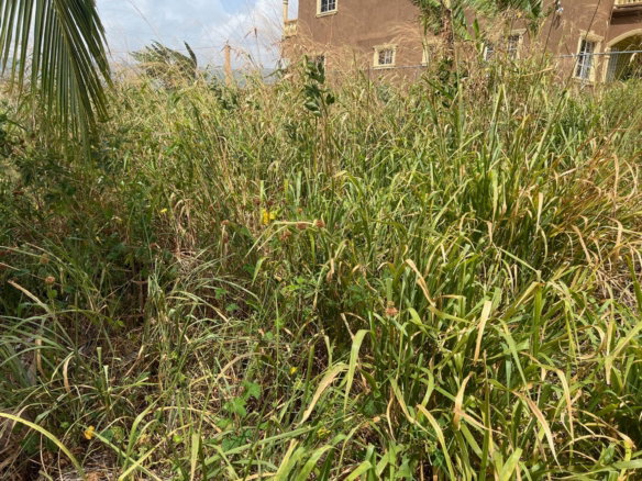 First image of Lot #108- Gazeland,nain in Nain, St. Elizabeth, Jamaica - property is For Sale