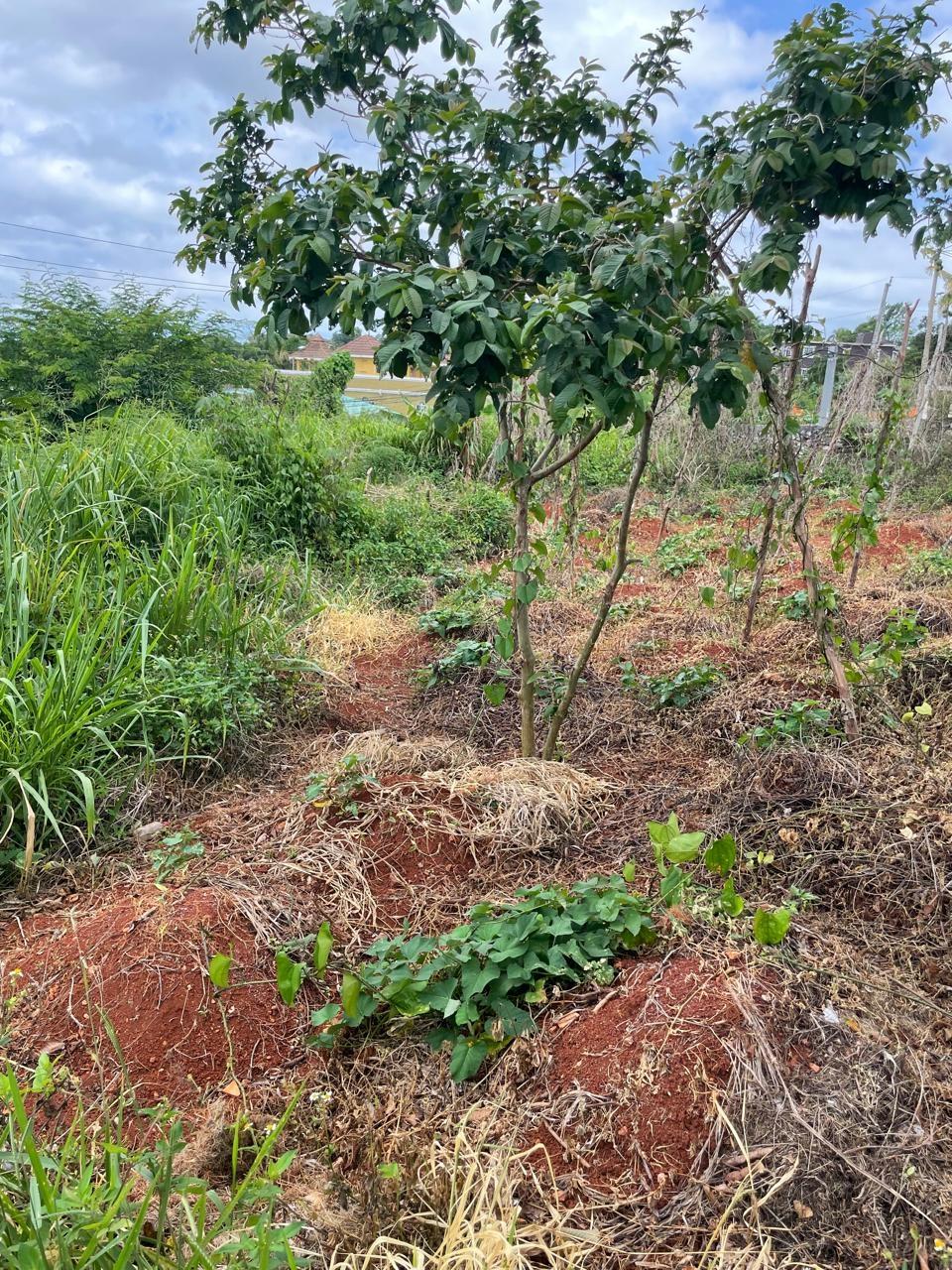 Second image of 25 Bougainvillaea Heights, k in Knockpatrick, Manchester, Jamaica - property is For Sale