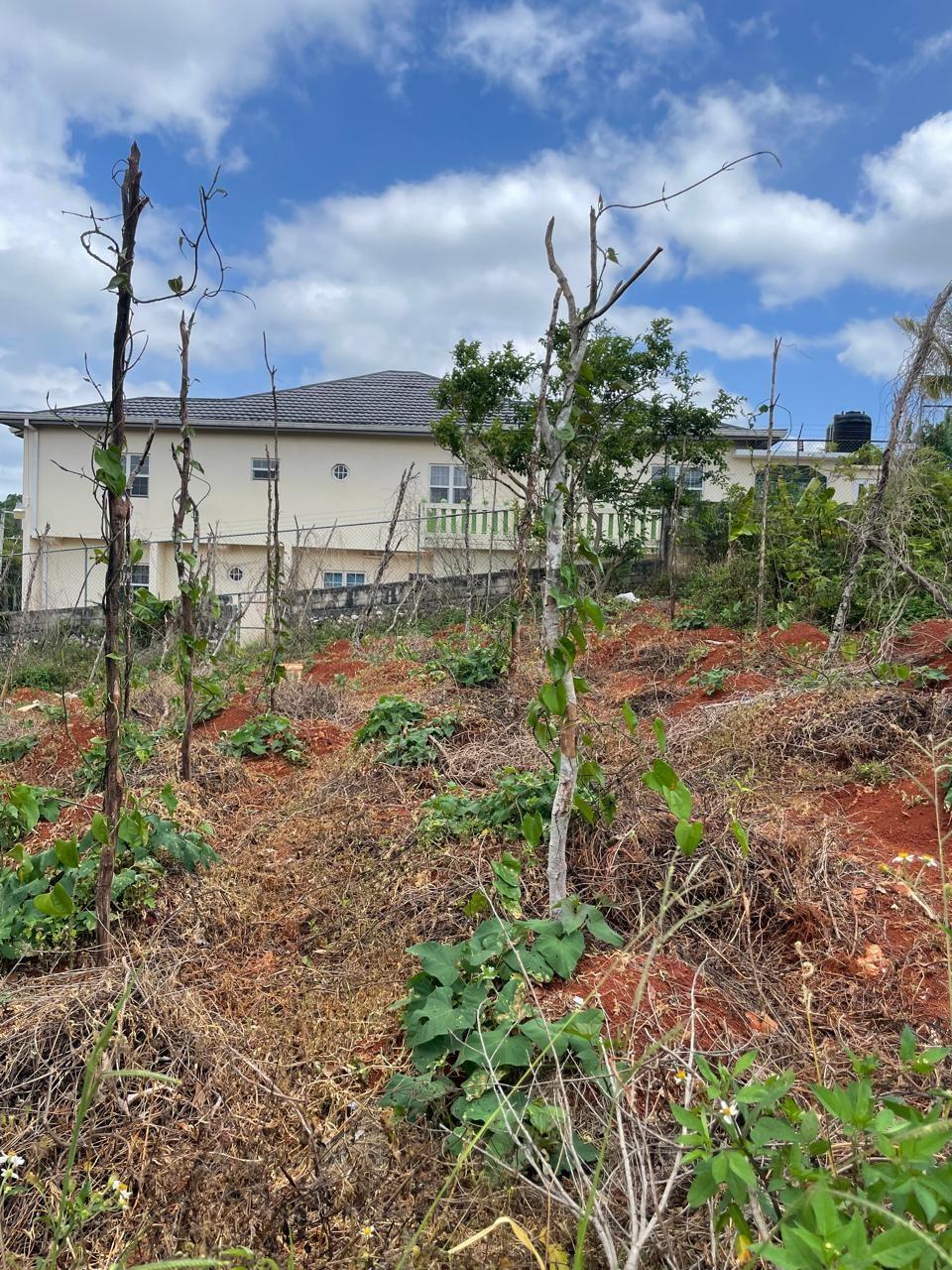 Twelfth image of 25 Bougainvillaea Heights, k in Knockpatrick, Manchester, Jamaica - property is For Sale