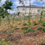 First image of 25 Bougainvillaea Heights, k in Knockpatrick, Manchester, Jamaica - property is For Sale