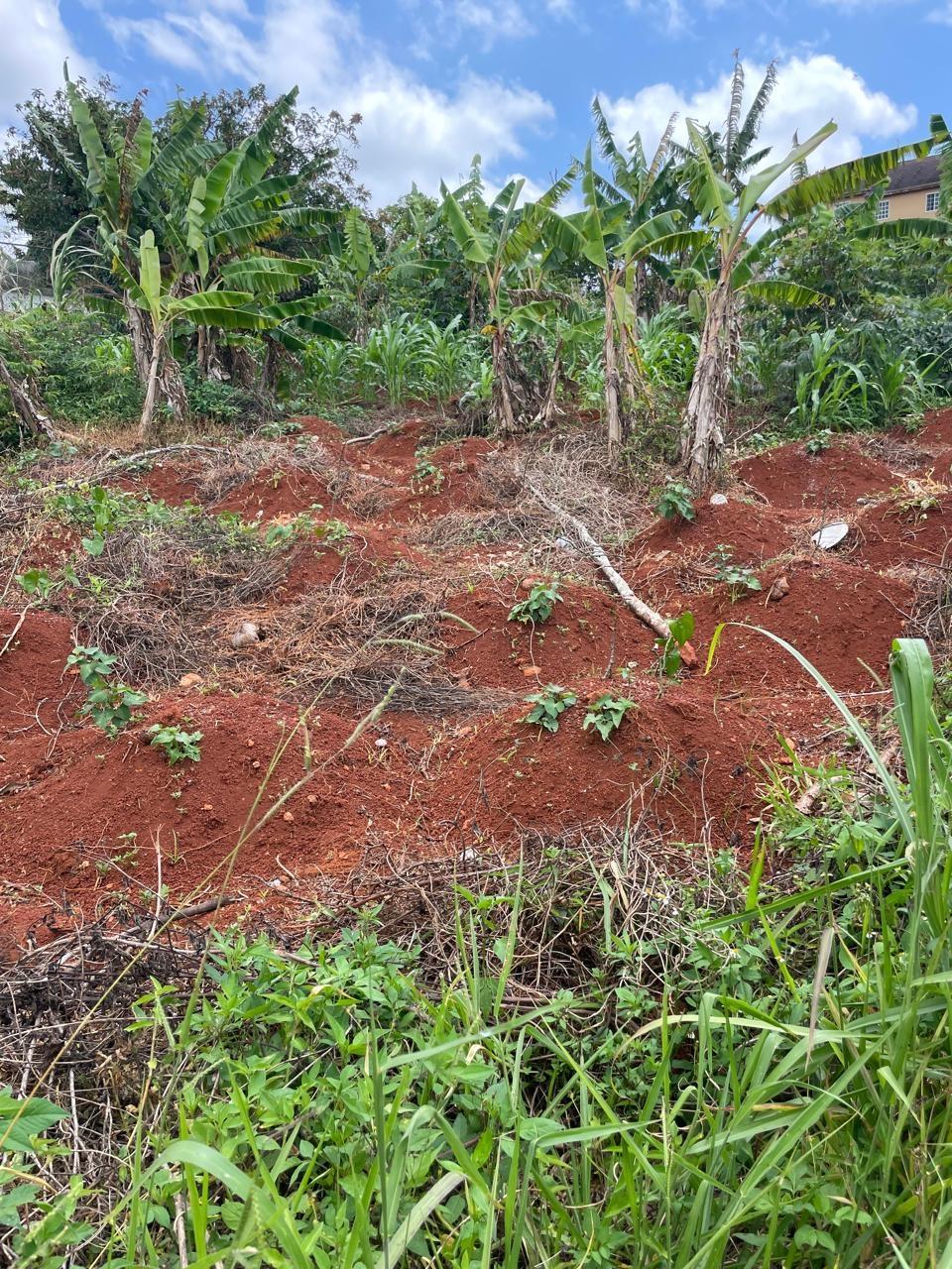 Third image of 25 Bougainvillaea Heights, k in Knockpatrick, Manchester, Jamaica - property is For Sale