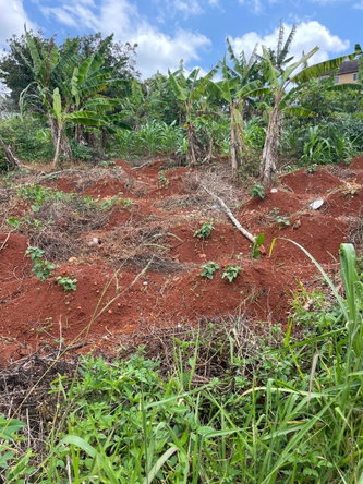 Third image of 25 Bougainvillaea Heights, k in Knockpatrick, Manchester, Jamaica - property is For Sale