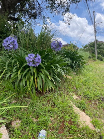 Fifth image of 25 Bougainvillaea Heights, k in Knockpatrick, Manchester, Jamaica - property is For Sale