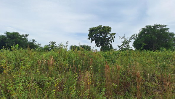 Second image of 12 Palmbrook Estate in Lacovia, St. Elizabeth, Jamaica - property is For Sale
