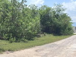 First image of 206 Parottee, St. Elizabeth in Black River, St. Elizabeth, Jamaica - property is For Sale