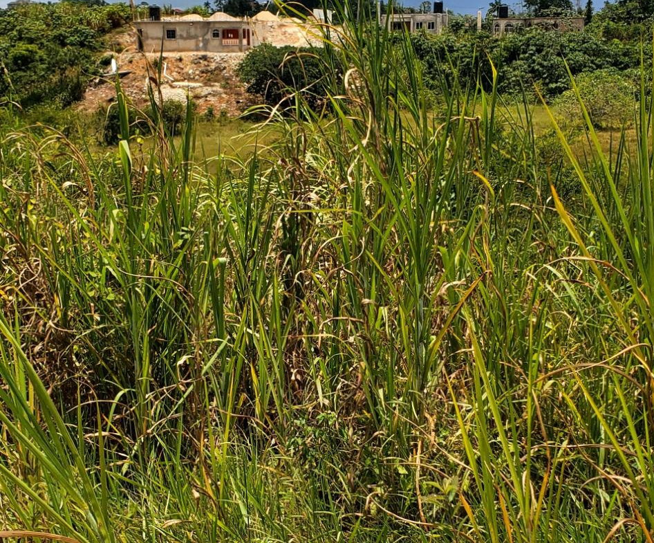 Fifth image of 19 Sydney Drive in Mandeville, Manchester, Jamaica - property is For Sale