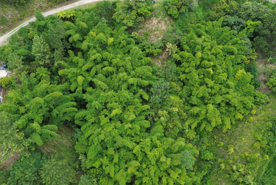 Fifth image of 12 Peter's Rock, St. Andrew in Kingston 8, St. Andrew, Jamaica - property is For Sale