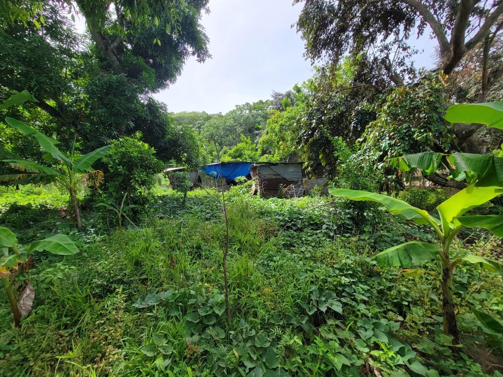 Residential-Lot-for-Sale-in-Roadside-District-Isling-St.-Mary-Jamaica Fourth image of Roadside District, Isling in Islington, St. Mary, Jamaica - property is For Sale