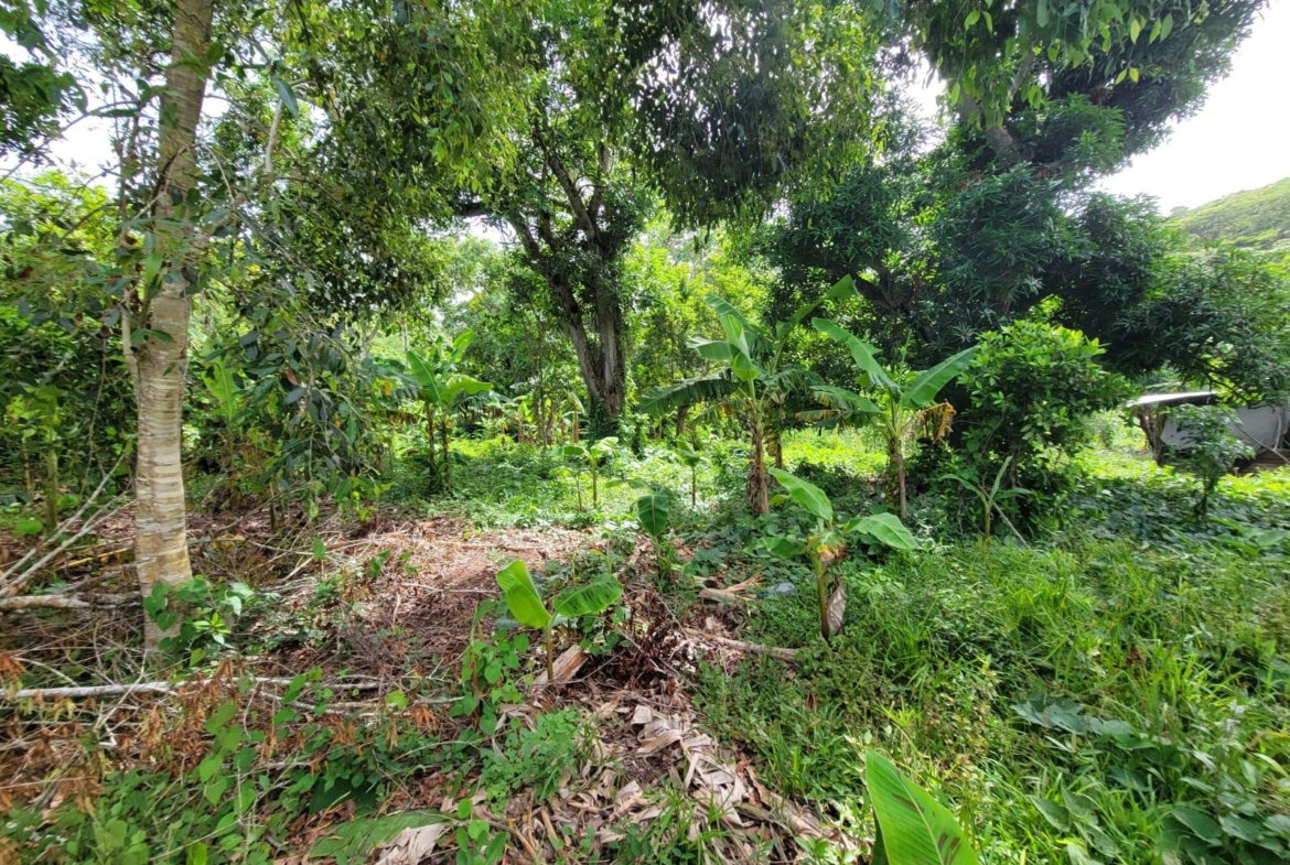 Seventh image of Roadside District, Isling in Islington, St. Mary, Jamaica - property is For Sale