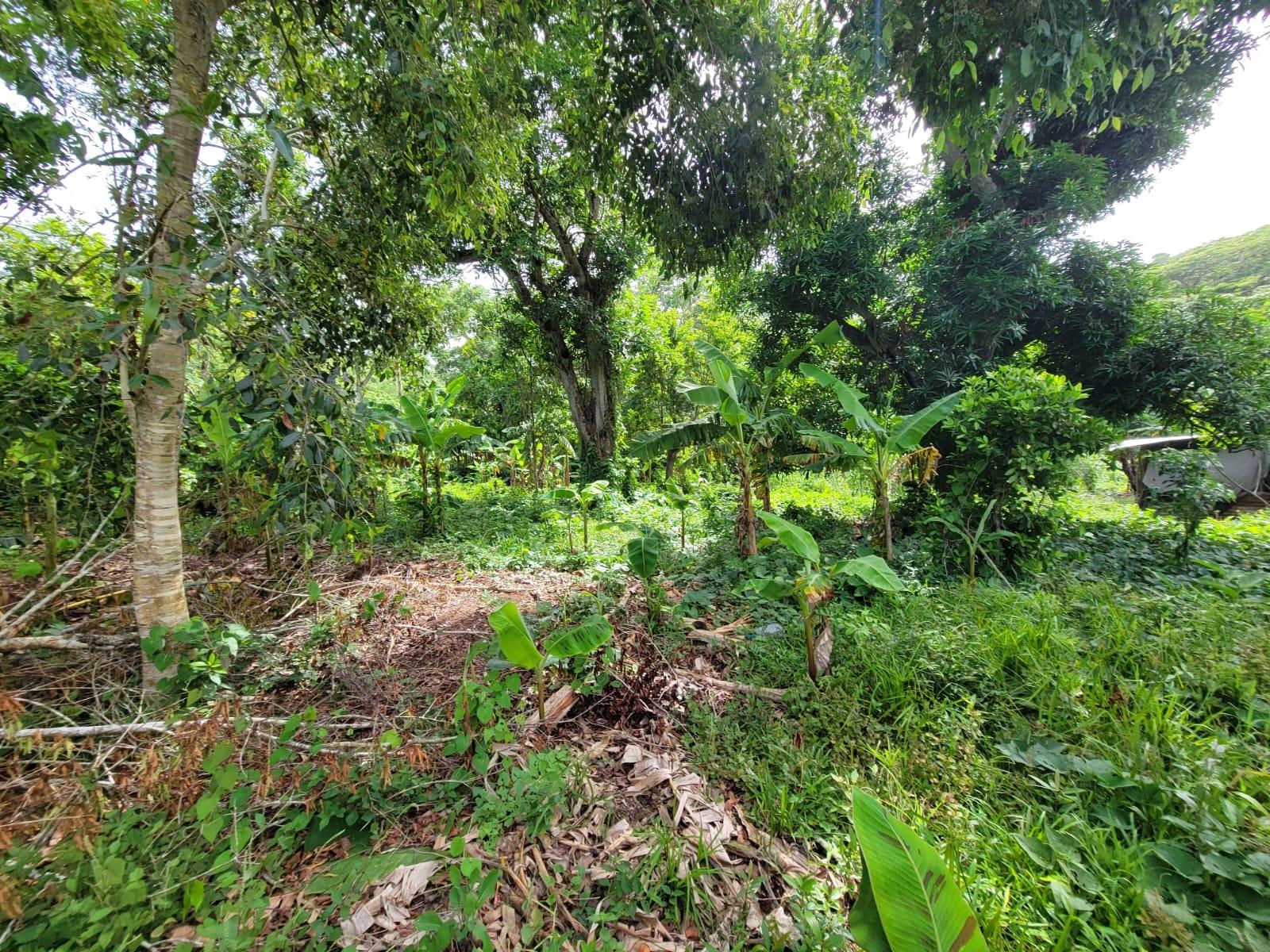 Residential-Lot-for-Sale-in-Roadside-District-Isling-St.-Mary-Jamaica Seventh image of Roadside District, Isling in Islington, St. Mary, Jamaica - property is For Sale