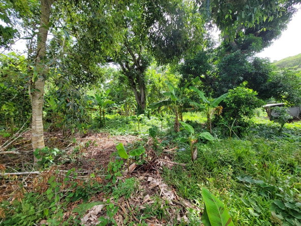 Seventh image of Roadside District, Isling in Islington, St. Mary, Jamaica - property is For Sale