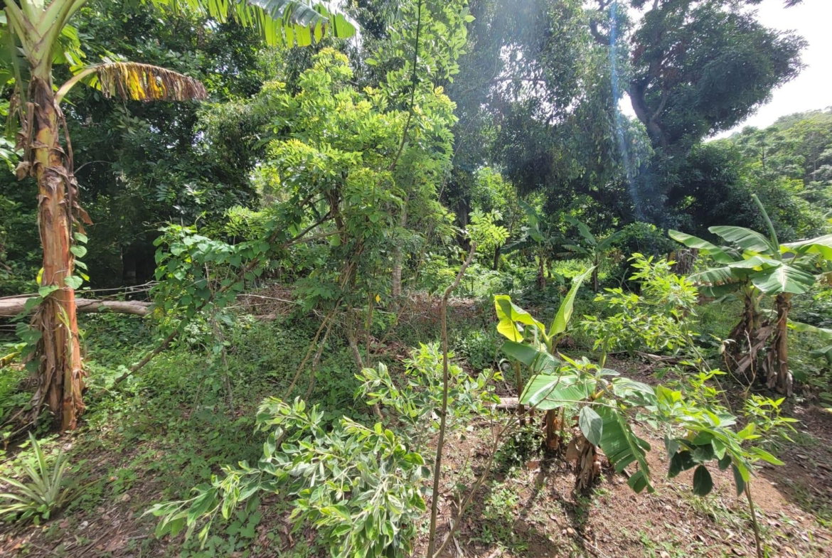 Eighth image of Roadside District, Isling in Islington, St. Mary, Jamaica - property is For Sale