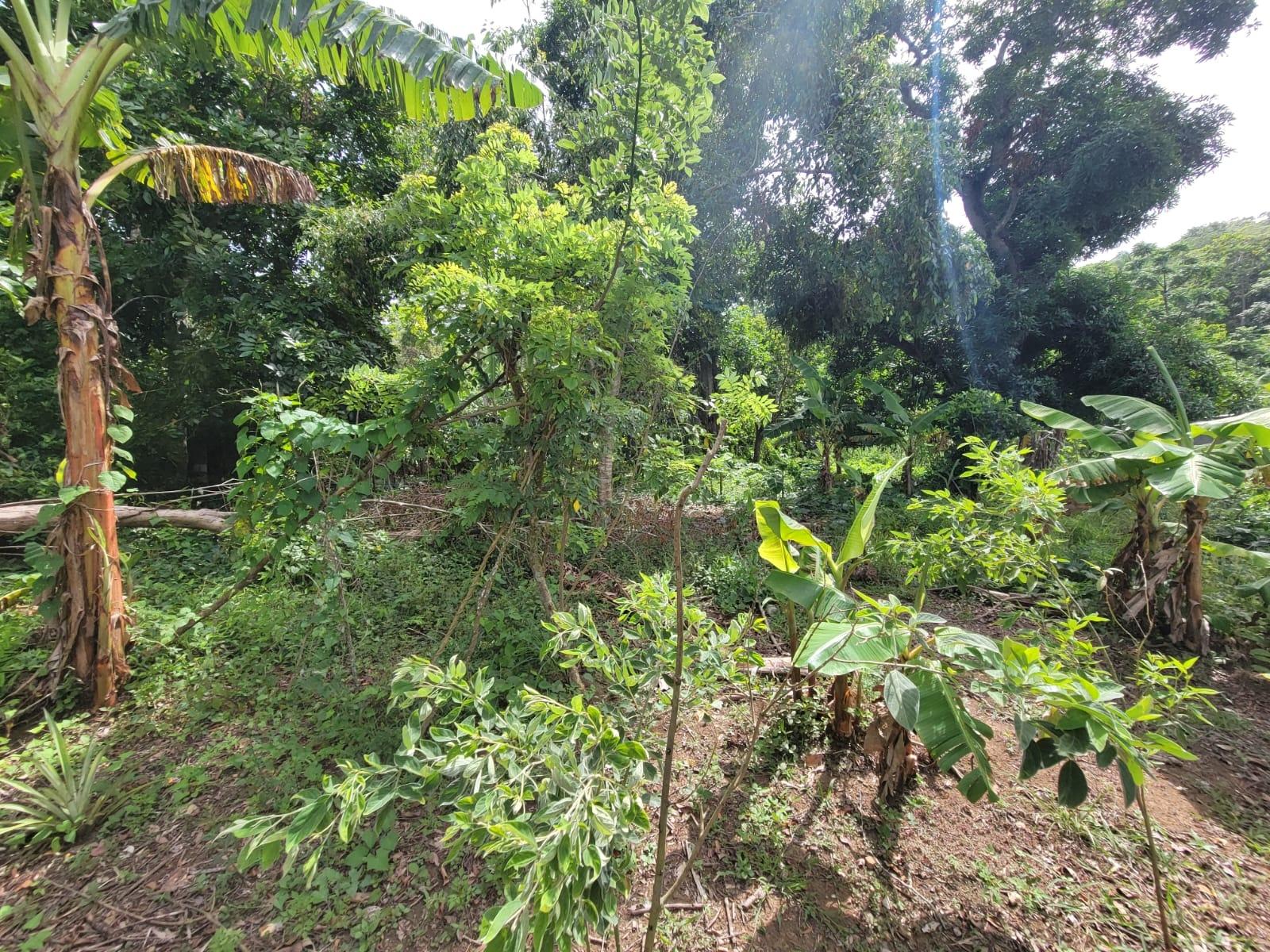 Residential-Lot-for-Sale-in-Roadside-District-Isling-St.-Mary-Jamaica Eighth image of Roadside District, Isling in Islington, St. Mary, Jamaica - property is For Sale