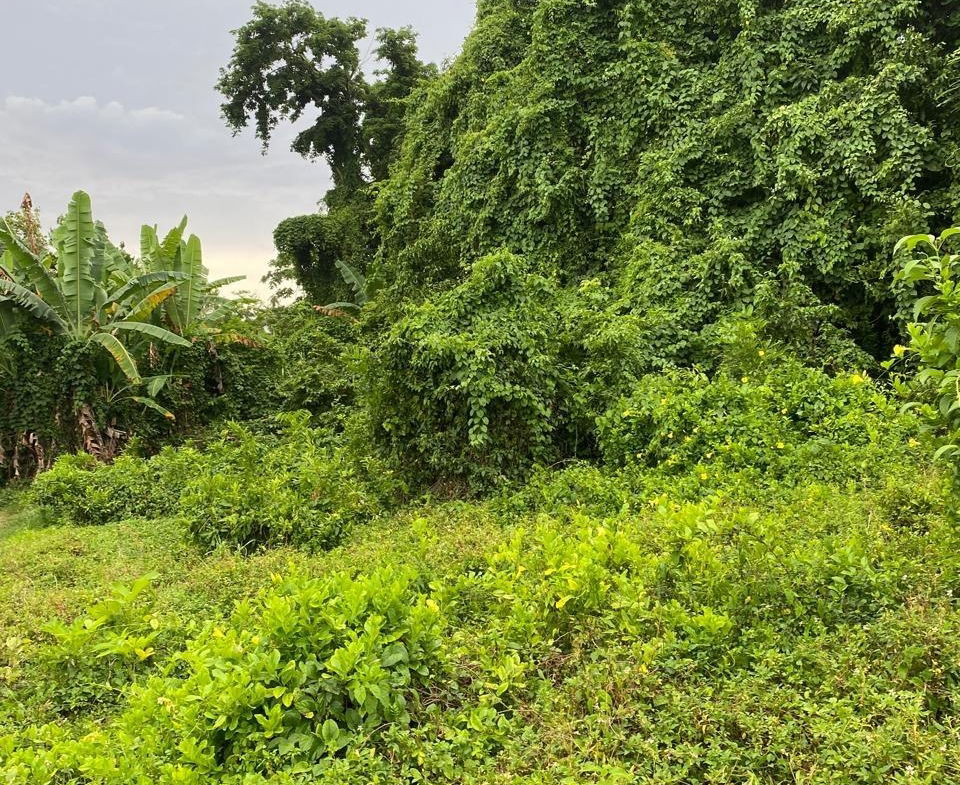 Fifth image of Snow Hill, Portland in Snow Hill, Portland, Jamaica - property is For Sale