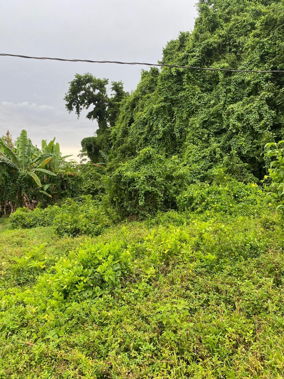 Fifth image of Snow Hill, Portland in Snow Hill, Portland, Jamaica - property is For Sale