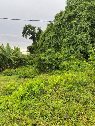 Fifth image of Snow Hill, Portland in Snow Hill, Portland, Jamaica - property is For Sale