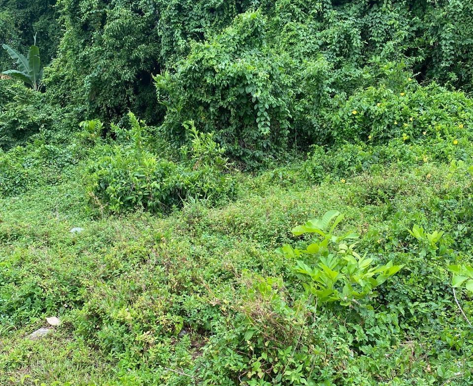 Sixth image of Snow Hill, Portland in Snow Hill, Portland, Jamaica - property is For Sale