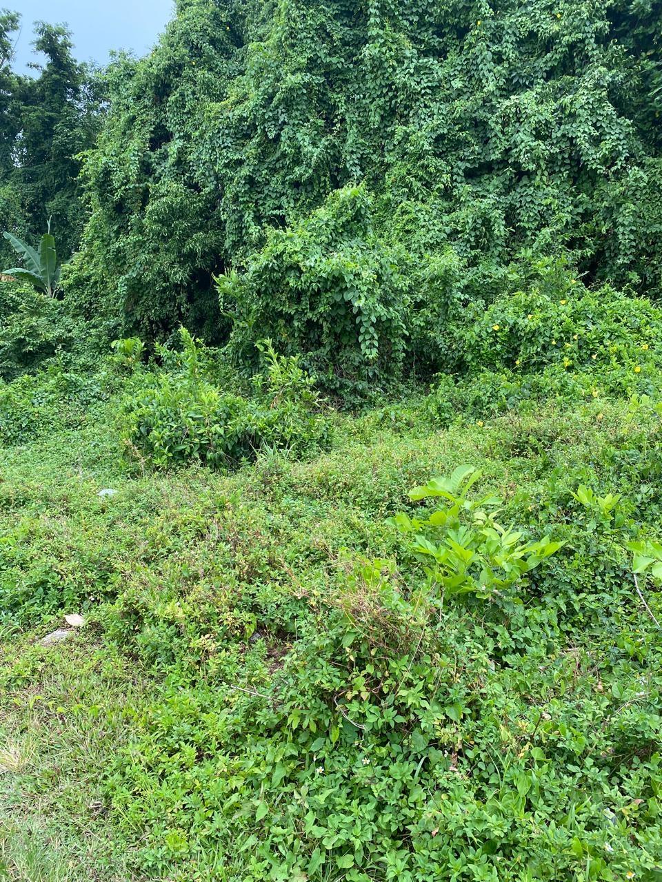 Sixth image of Snow Hill, Portland in Snow Hill, Portland, Jamaica - property is For Sale