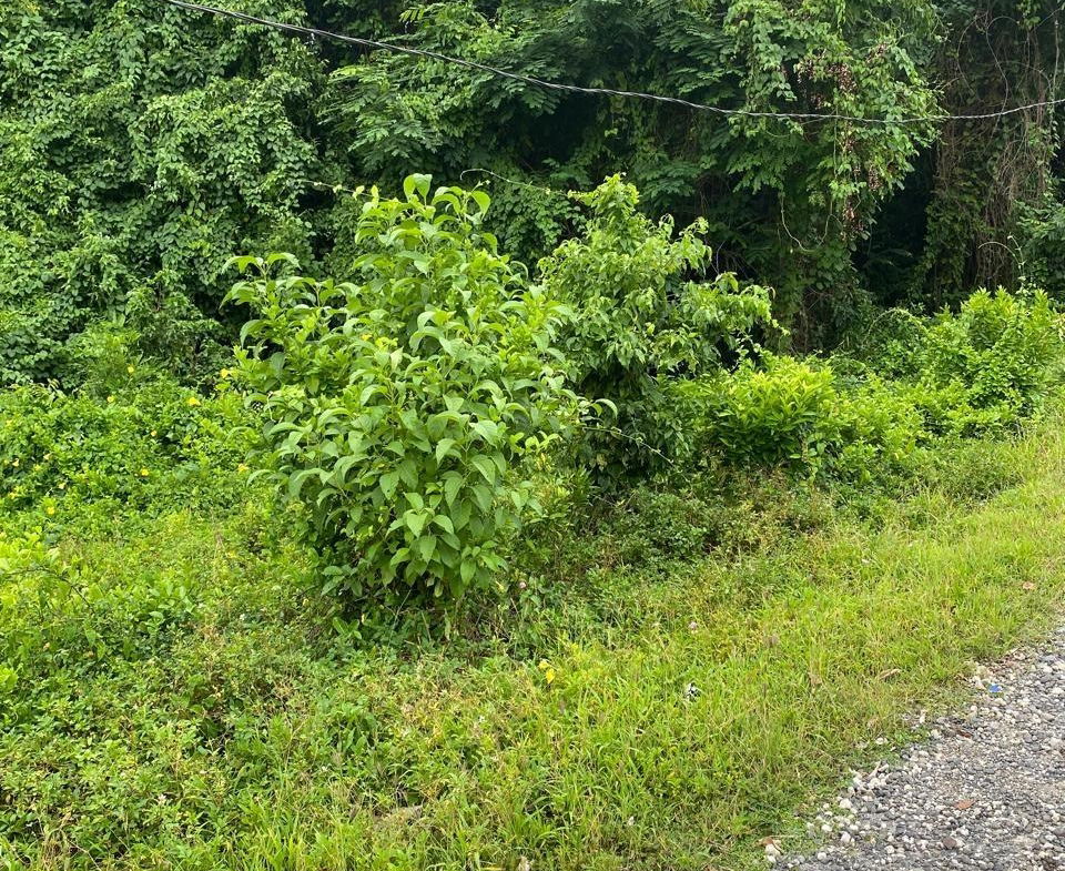 Seventh image of Snow Hill, Portland in Snow Hill, Portland, Jamaica - property is For Sale