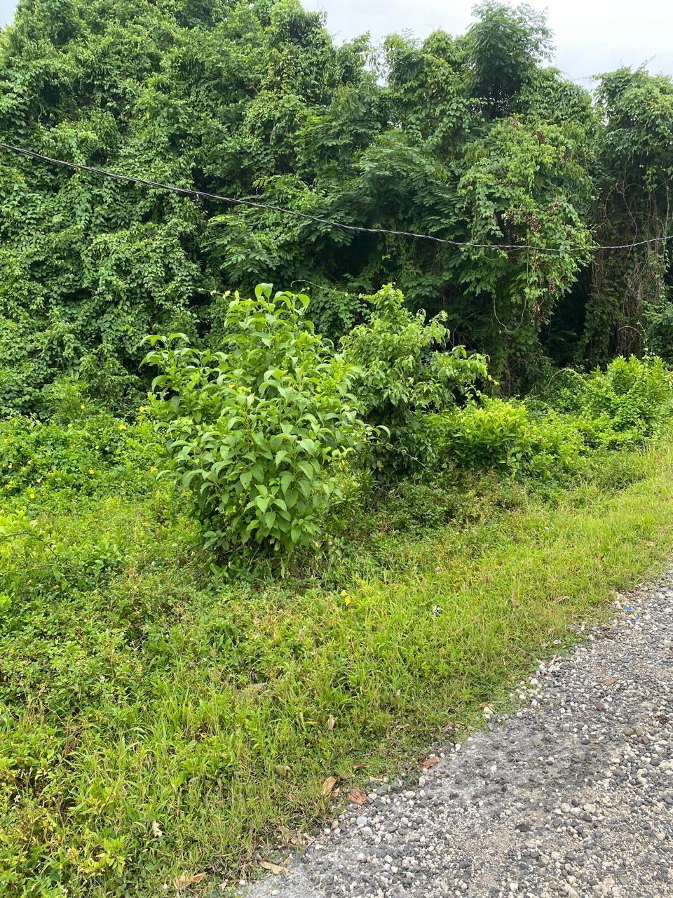 Seventh image of Snow Hill, Portland in Snow Hill, Portland, Jamaica - property is For Sale