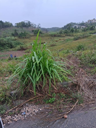 Seventh image of Lot 76 Swabys Hope Manche in Swabys Hope, Manchester, Jamaica - property is For Sale