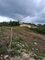 First image of Lot 76 Swabys Hope Manche in Swabys Hope, Manchester, Jamaica - property is For Sale